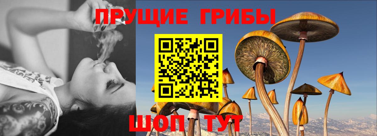 хочу   Вход с VPN  Карасук  Галлюциногенные грибы Cubensis 